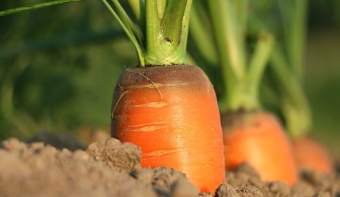 Carrots with black markings