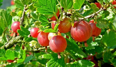 red gooseberry bush