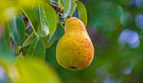 Pear tree pruning