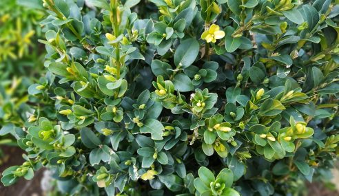 Box hedges – the best time to cut