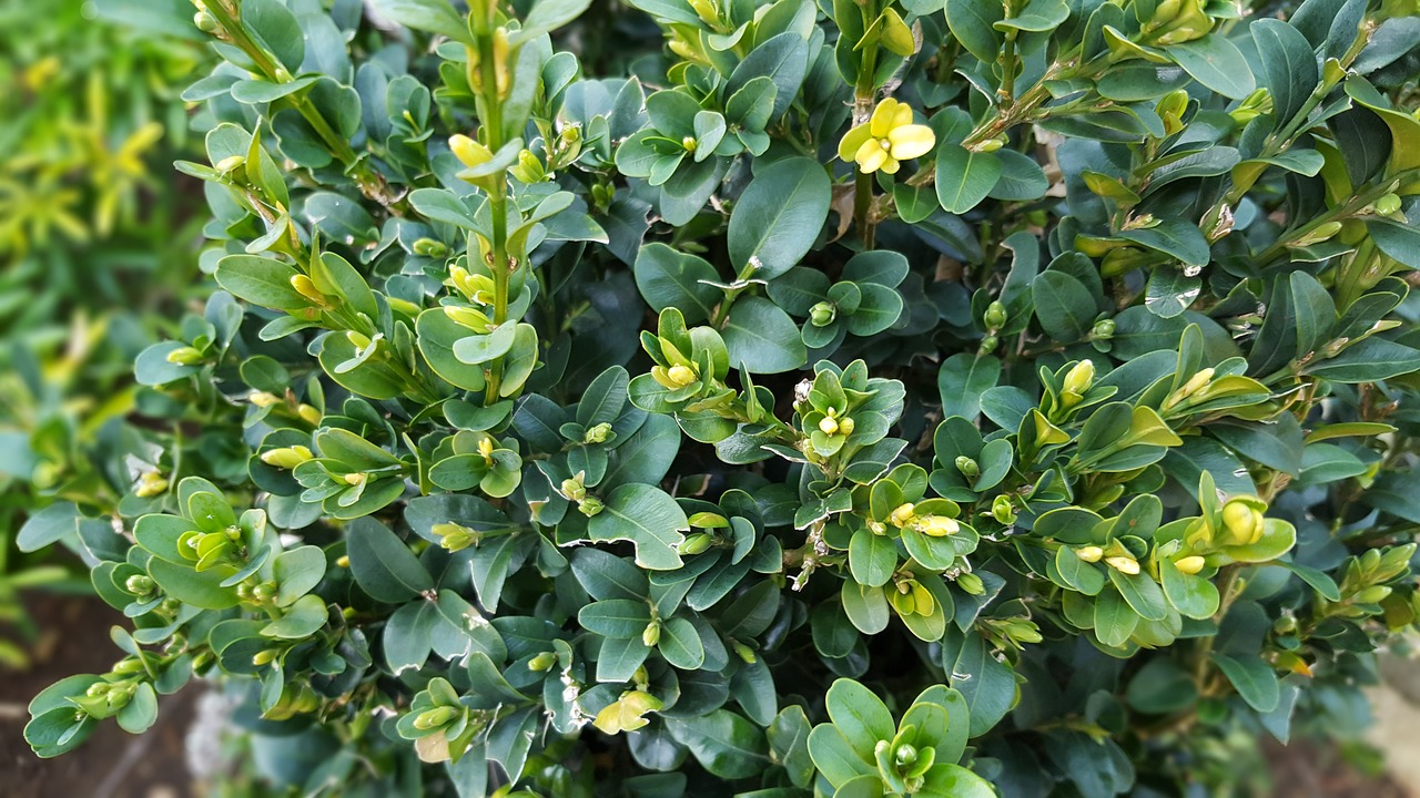 Box hedge plants.