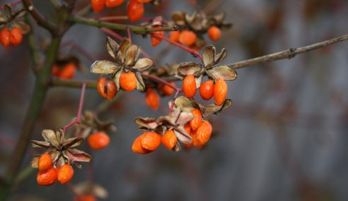 Goji berry plant – how to look after