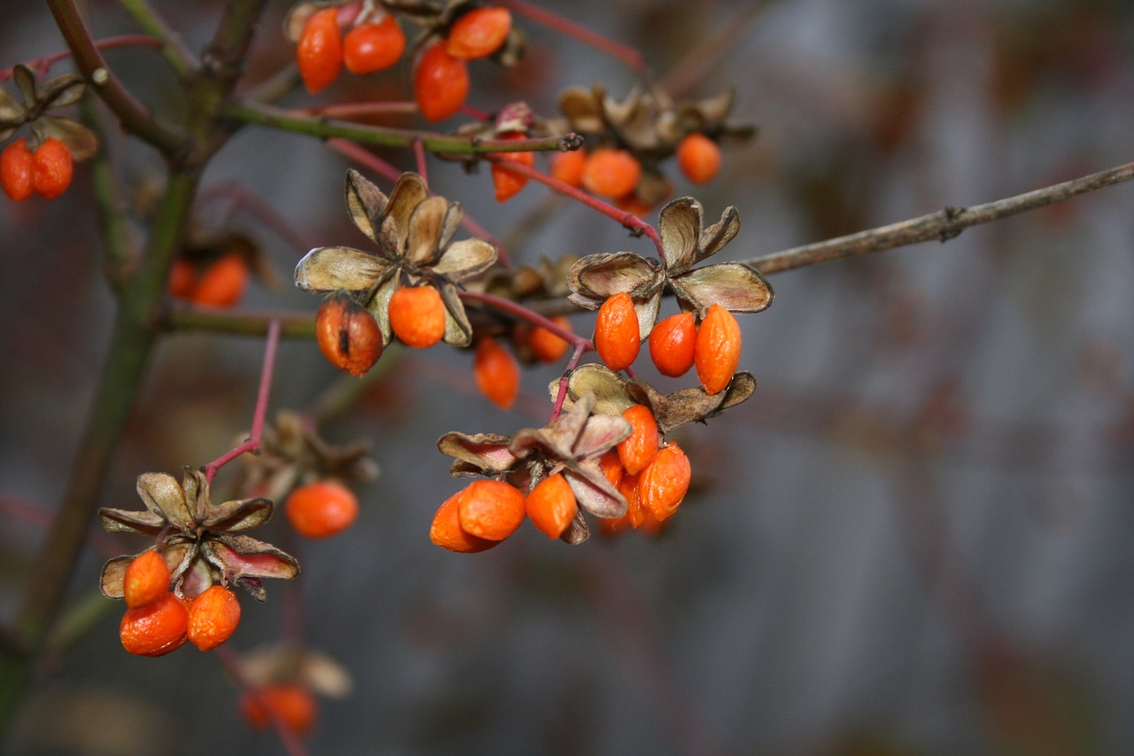 Goji berry plant.