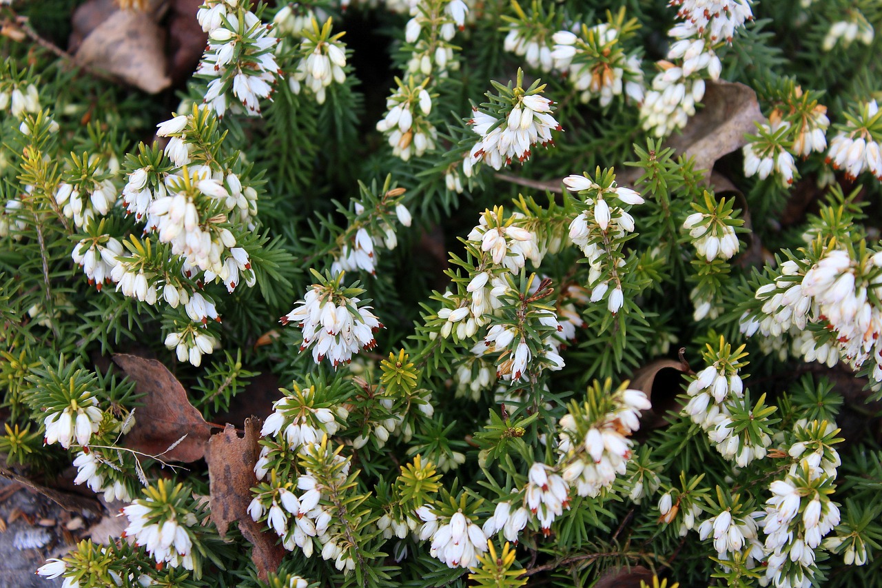 A white heather plant in bloom.