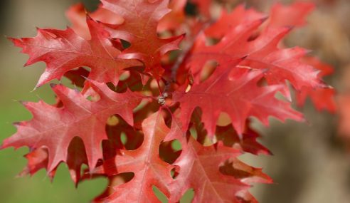 Oak tree has a leaf problem