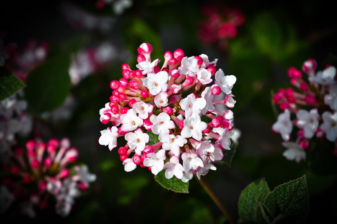 The flower of viburnum tinus.