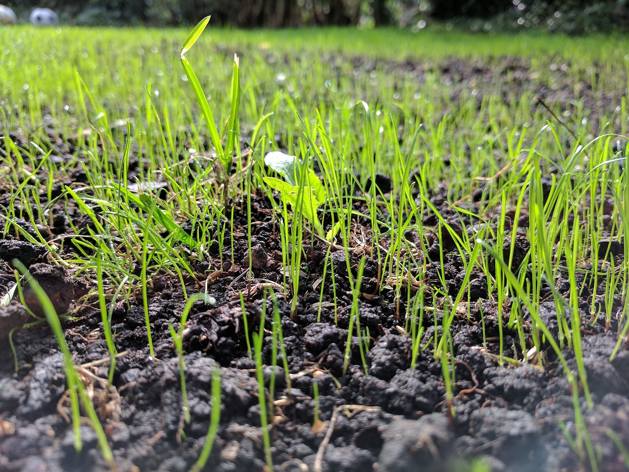 Grass seedlings starting to grow.