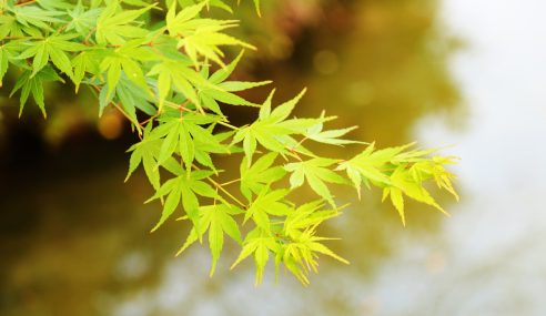 Acer problem growing on the bark