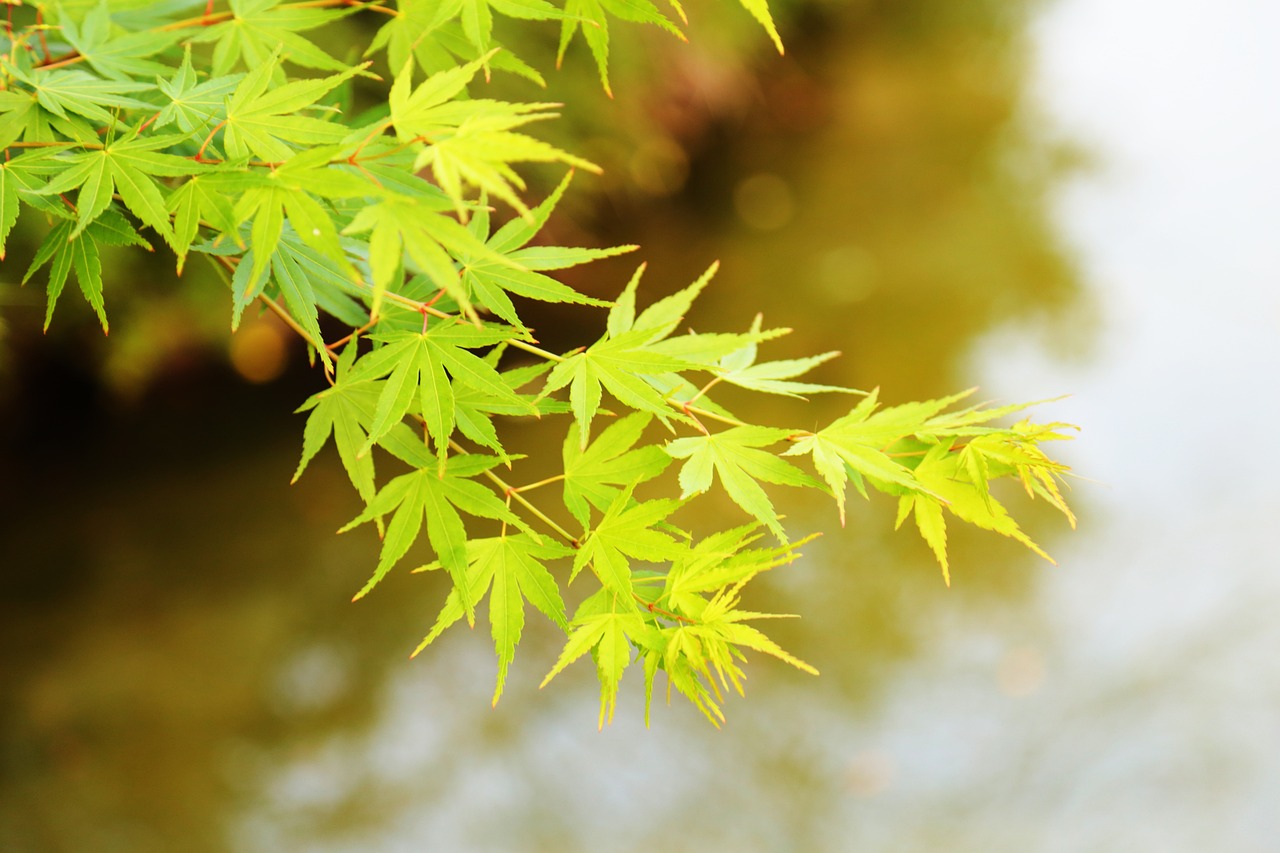 Green acer tree looking vibrant for autumn.