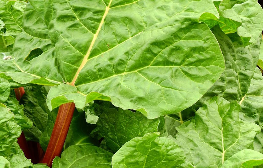 Green rhubarb leaves on red stalks.