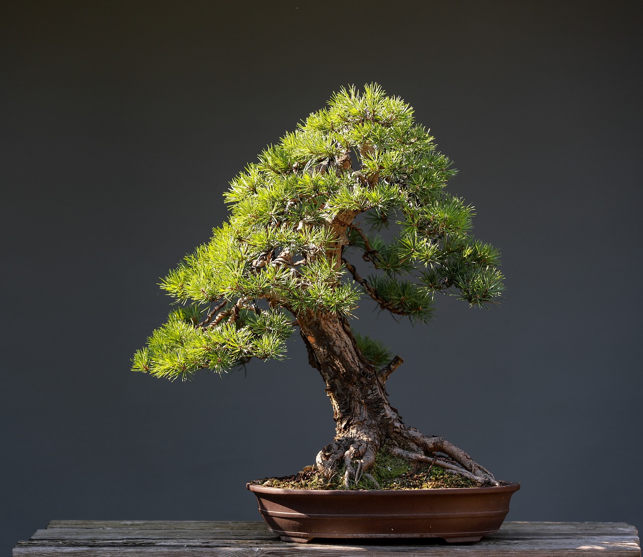 The Art of Bonsai