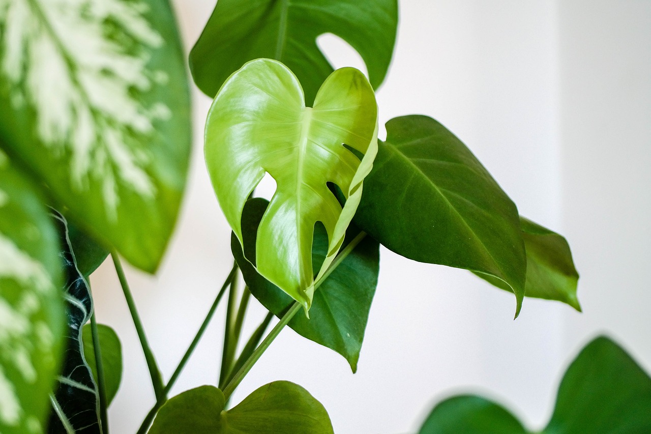 A cheeseplant indoors.