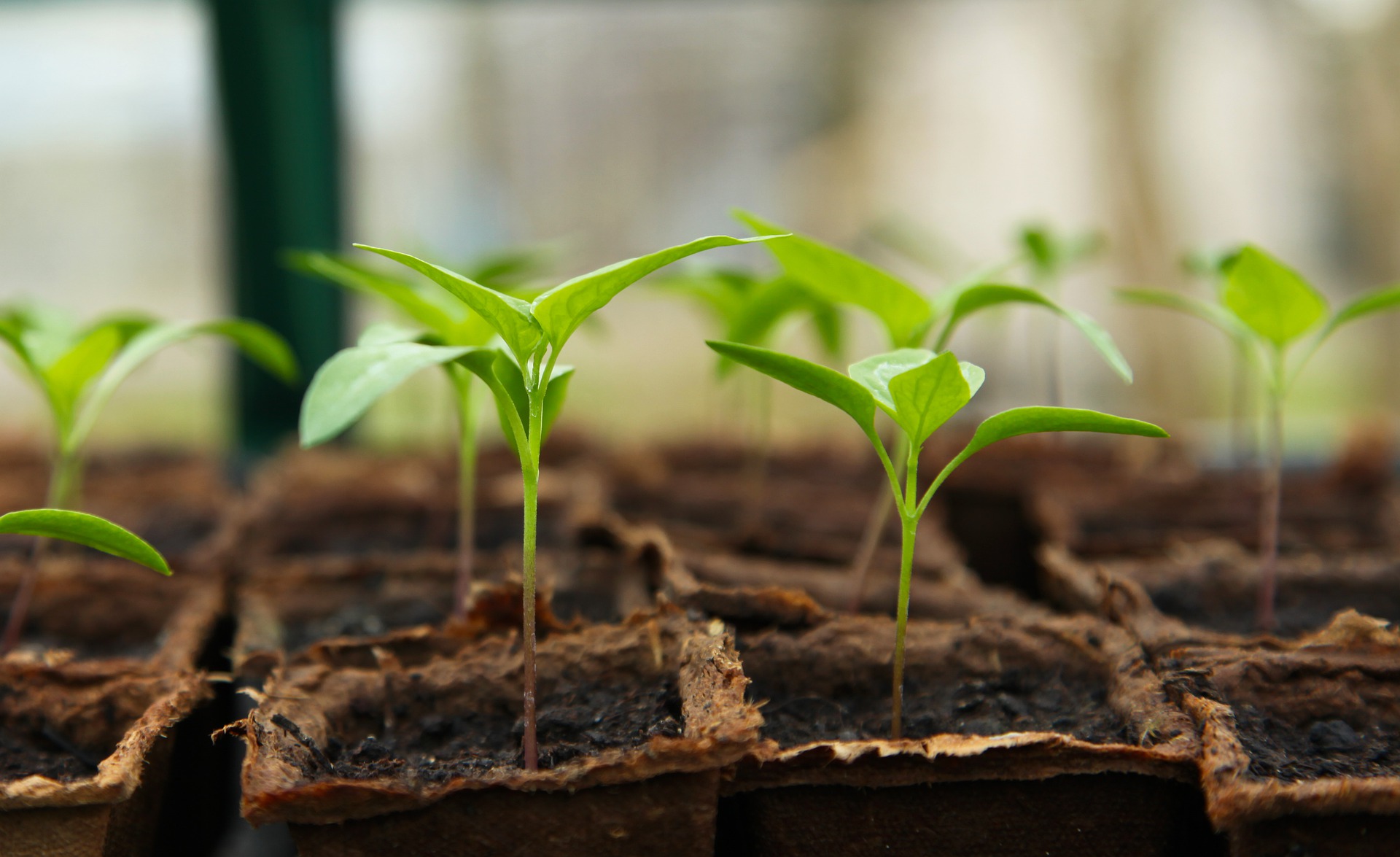 Seedlings growing in pots.