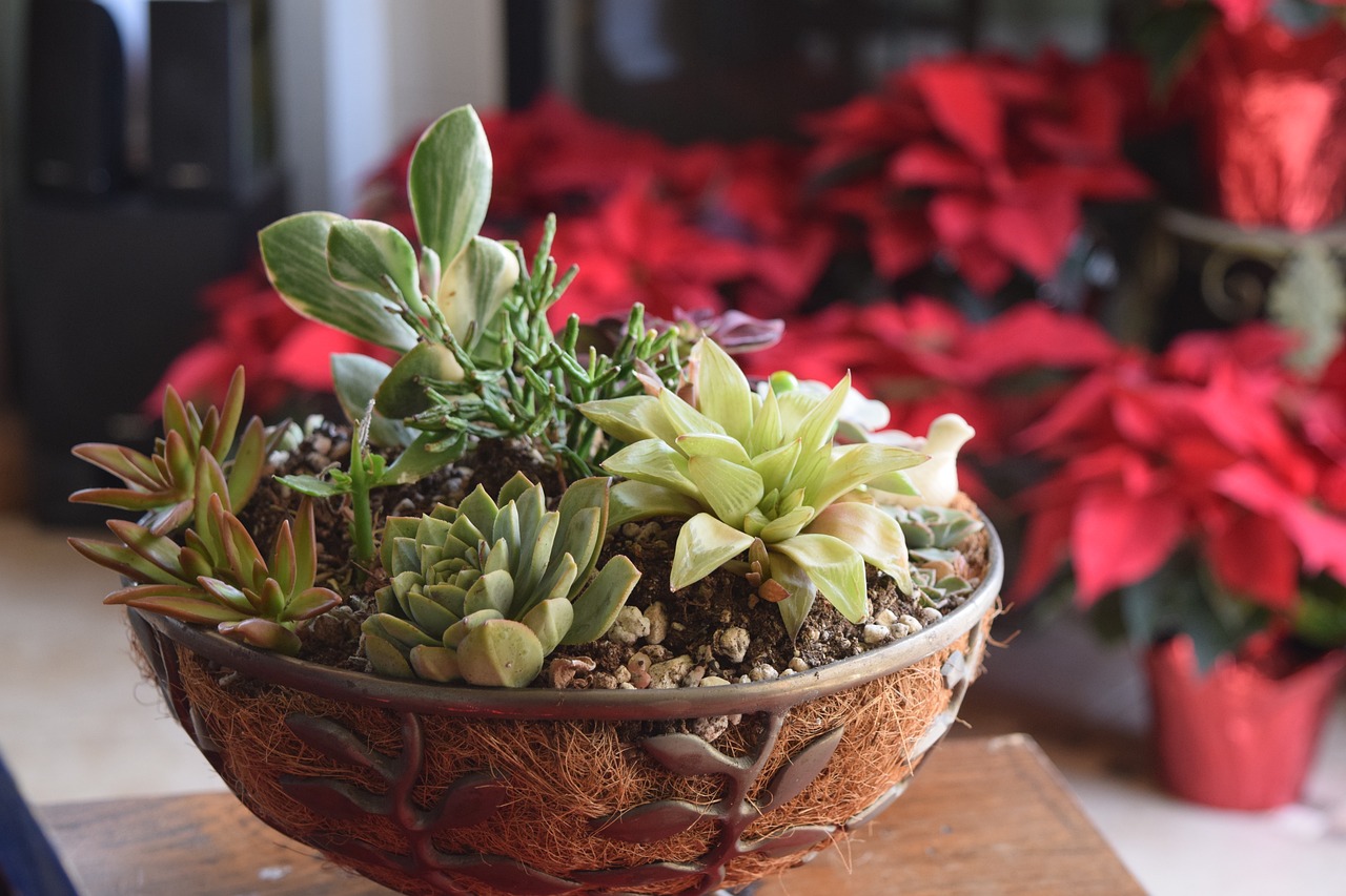 Succulents in a pot indoors.