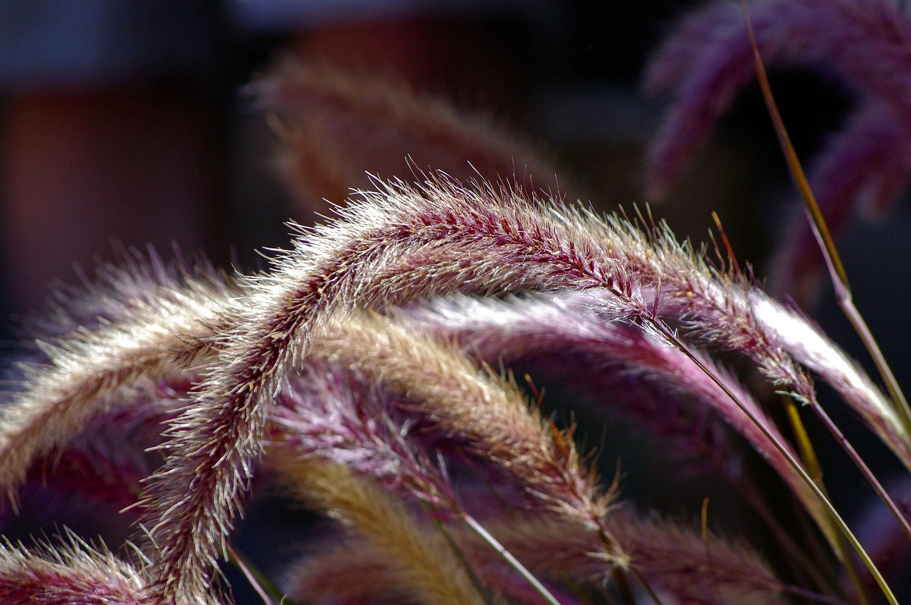 Ornamental grass heads.