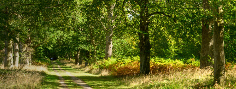 Trees on the Markshall Estate in Essex.