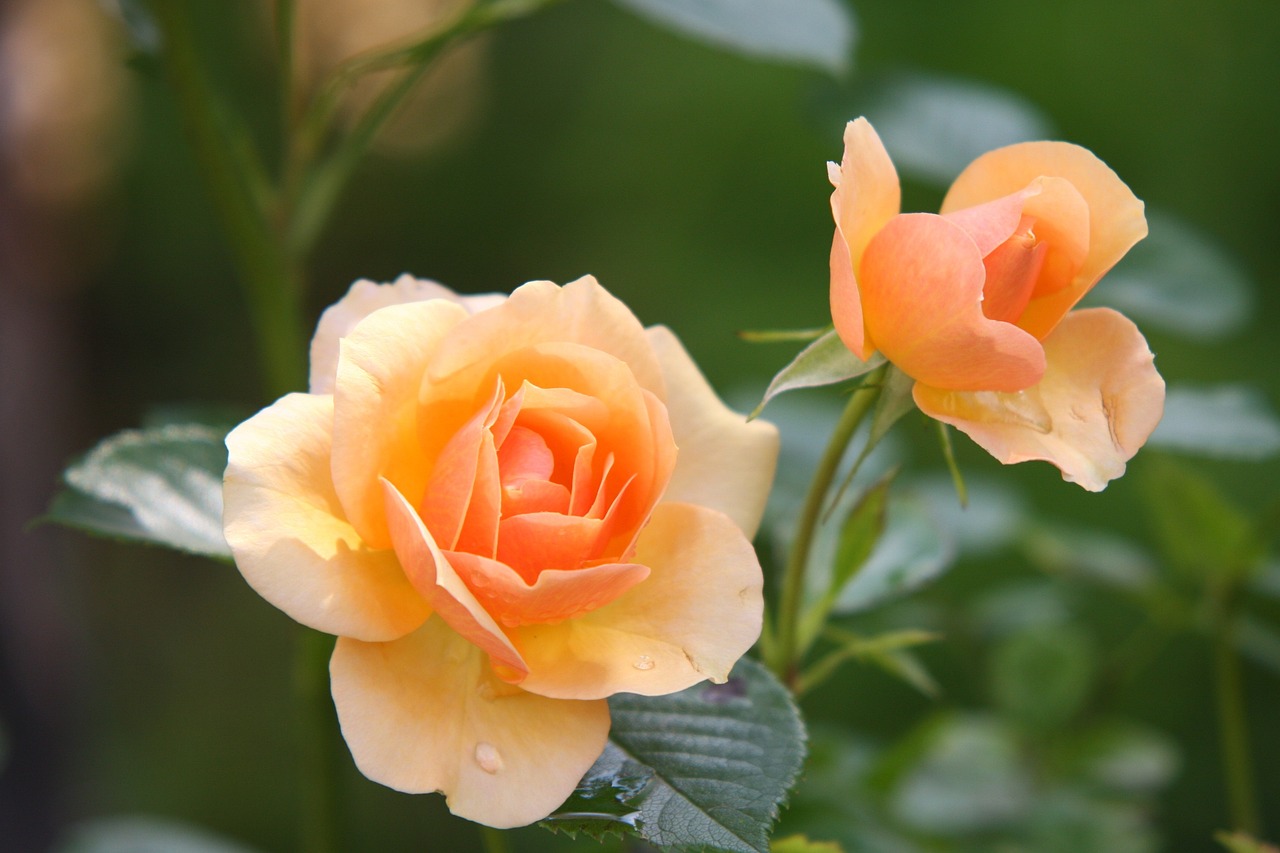 Pro gardening tips 1: Caring for roses, lupins and red hot pokers