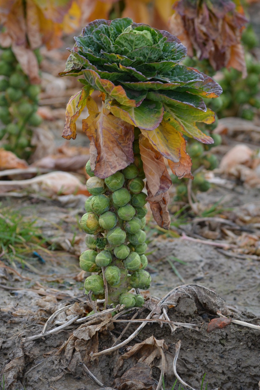 Brussel sprouts on a stem.