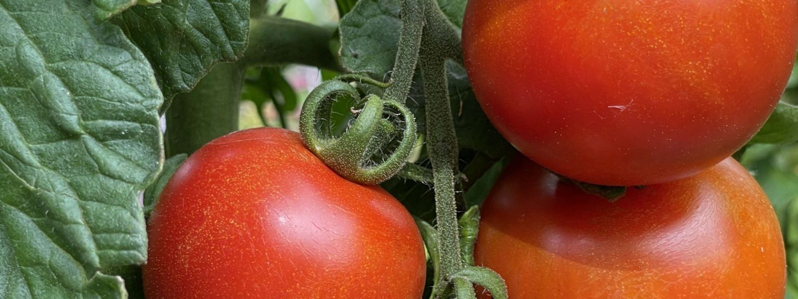 Big red tomatoes growing on a plant.