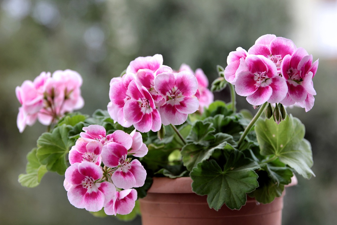 Pro gardening tips 6: Keep geraniums flowering into the autumn