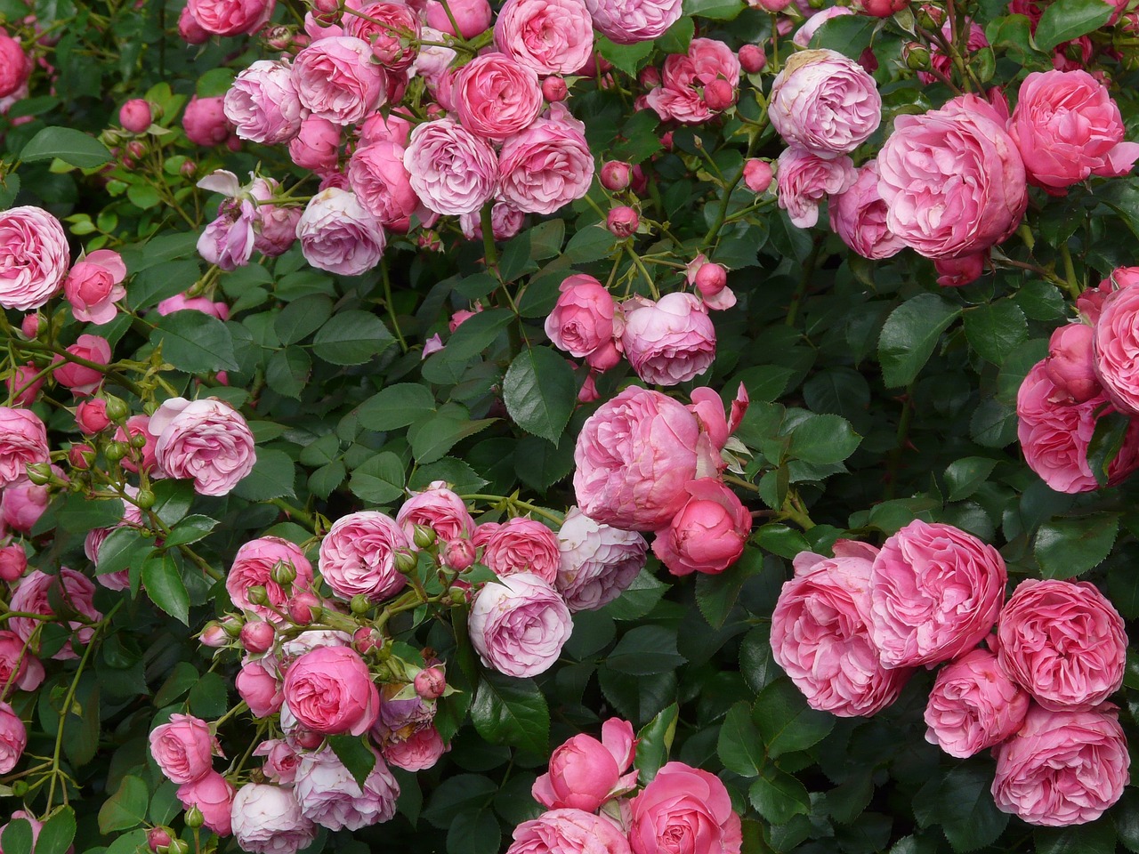 Rose pruning: Tips on how to cut back a climber during autumn