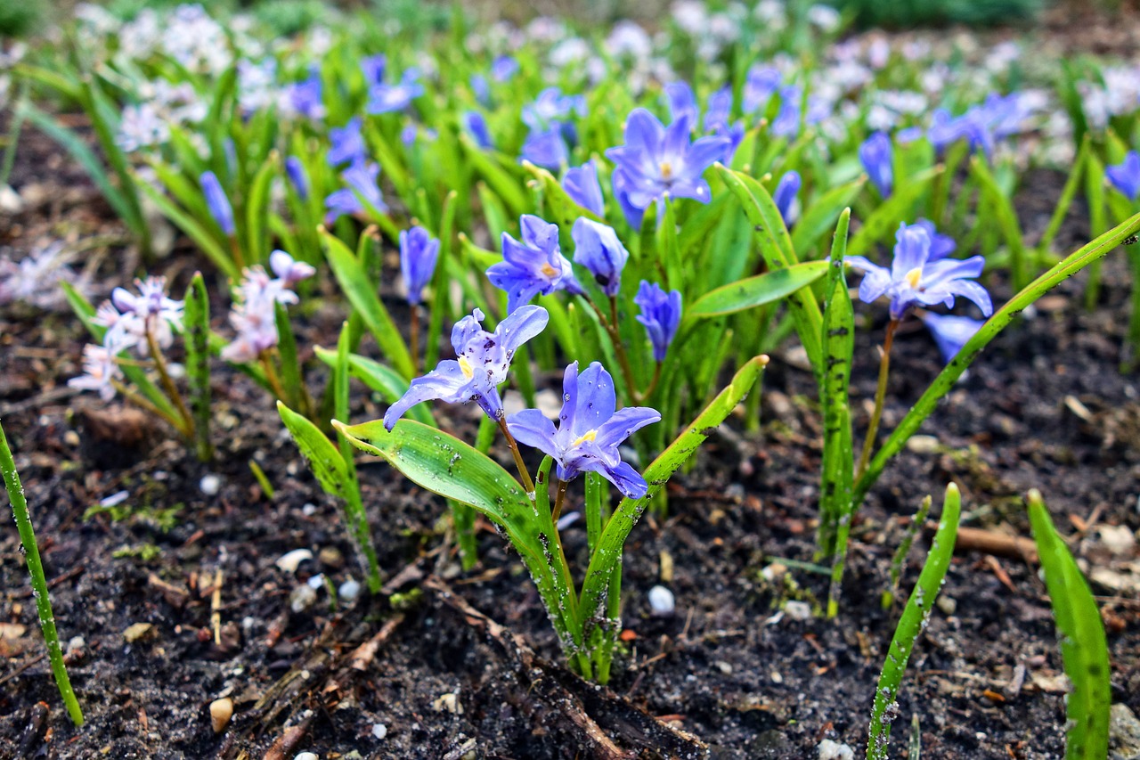 Ken’s tool shed: Planting autumn bulbs with hand tools