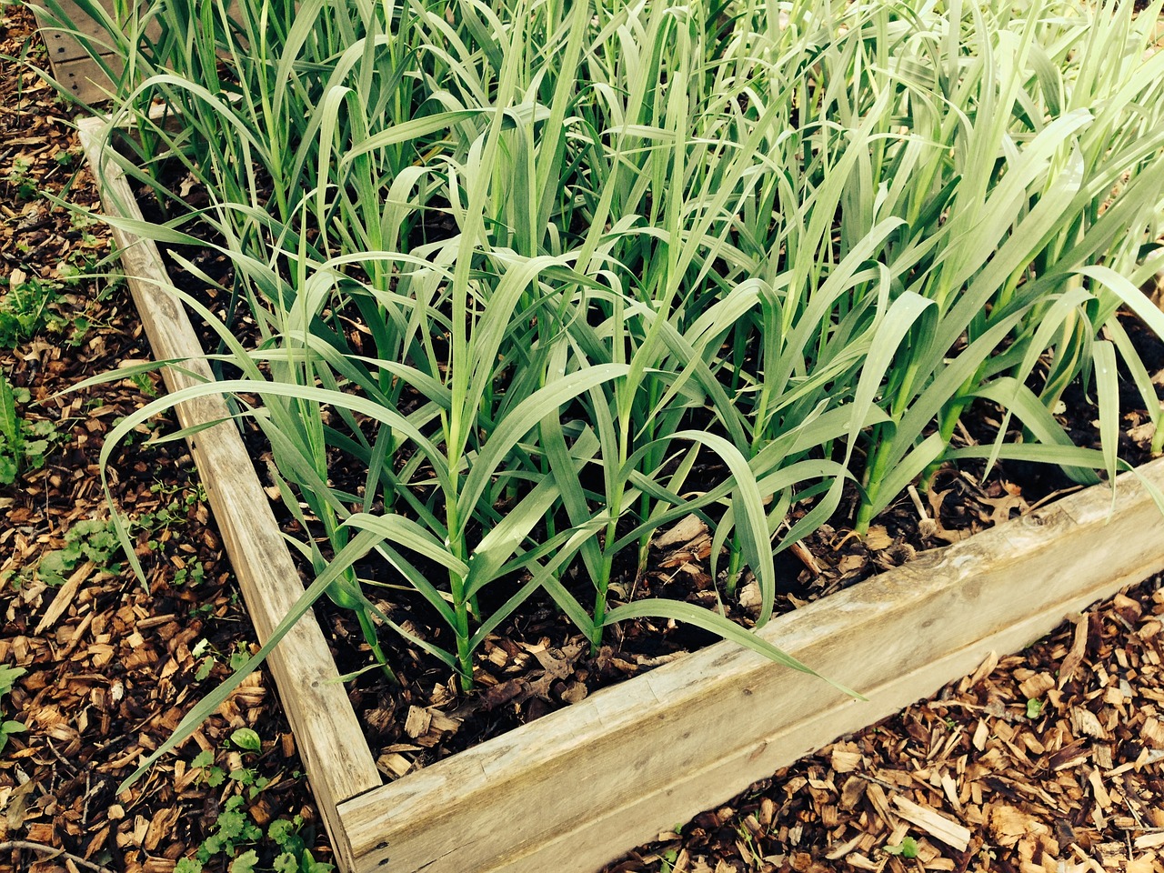 Ken gets garlic planting dans le jardin