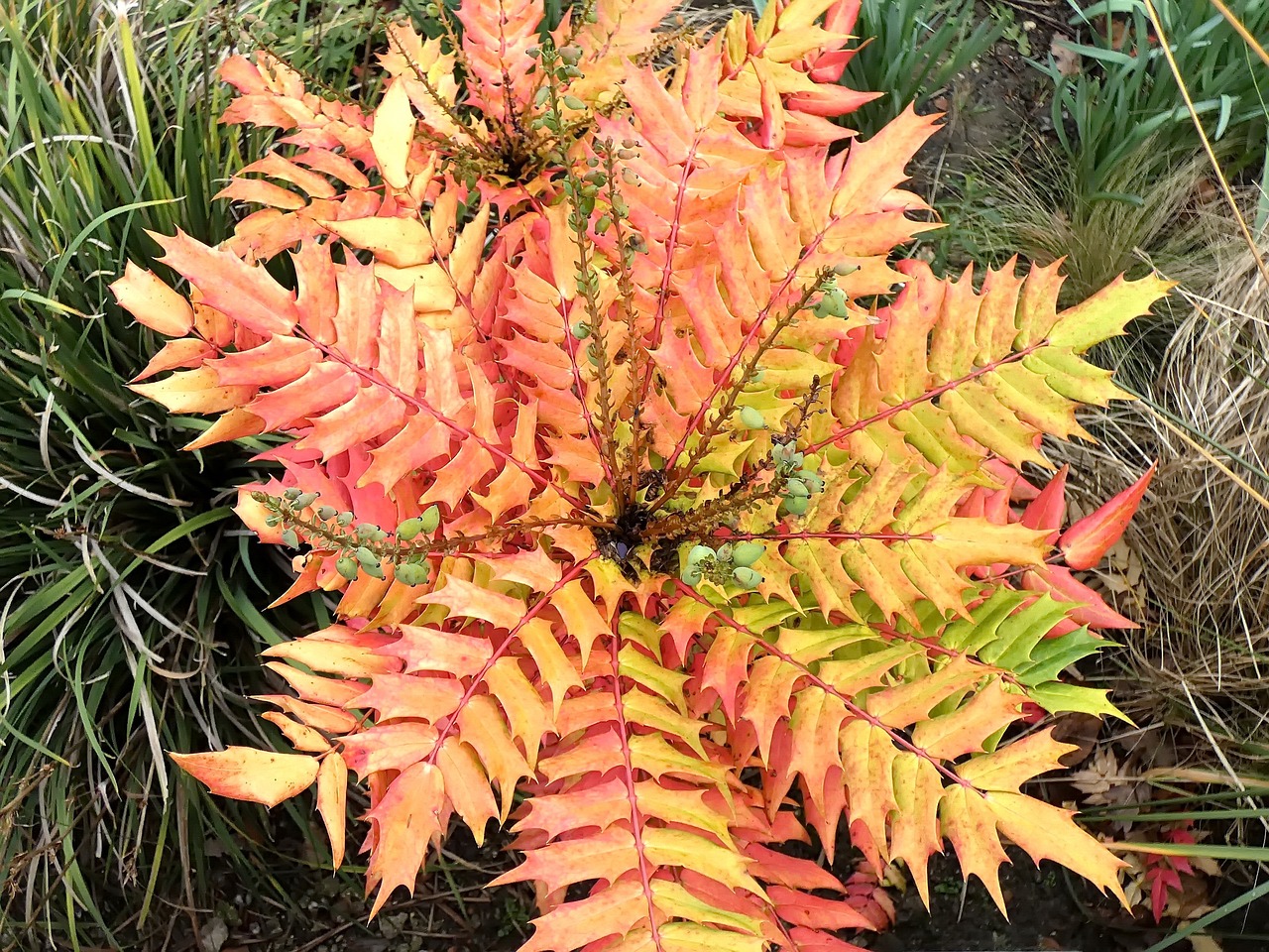 Bloomin’ marvellous winter colour including mahonia and callicarpa