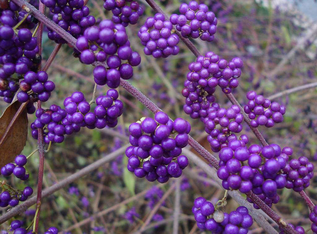 Callicarpa 'Profusion'