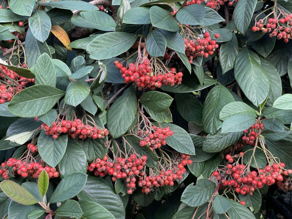 Cotoneaster 11th November