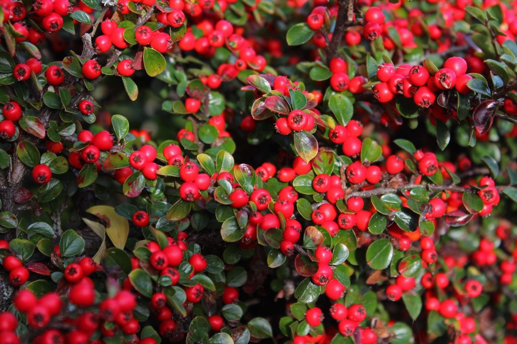 Cotoneaster October/November  