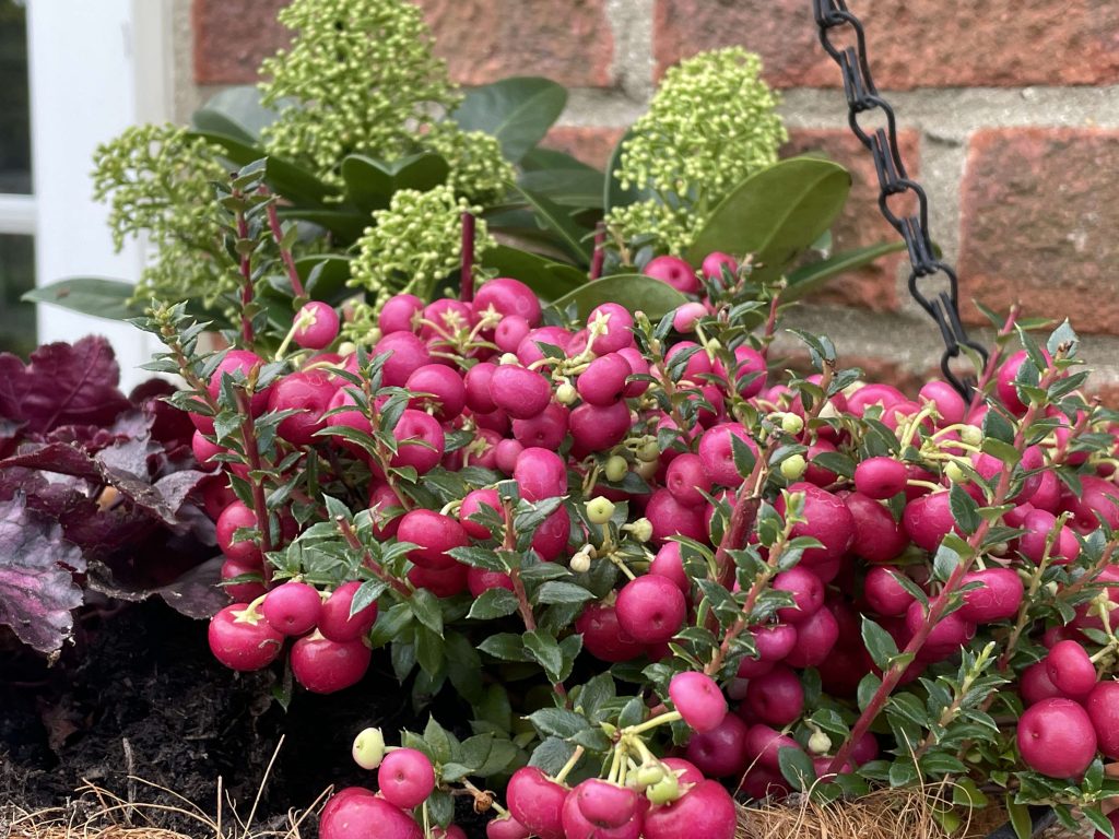 Gaultheria basket