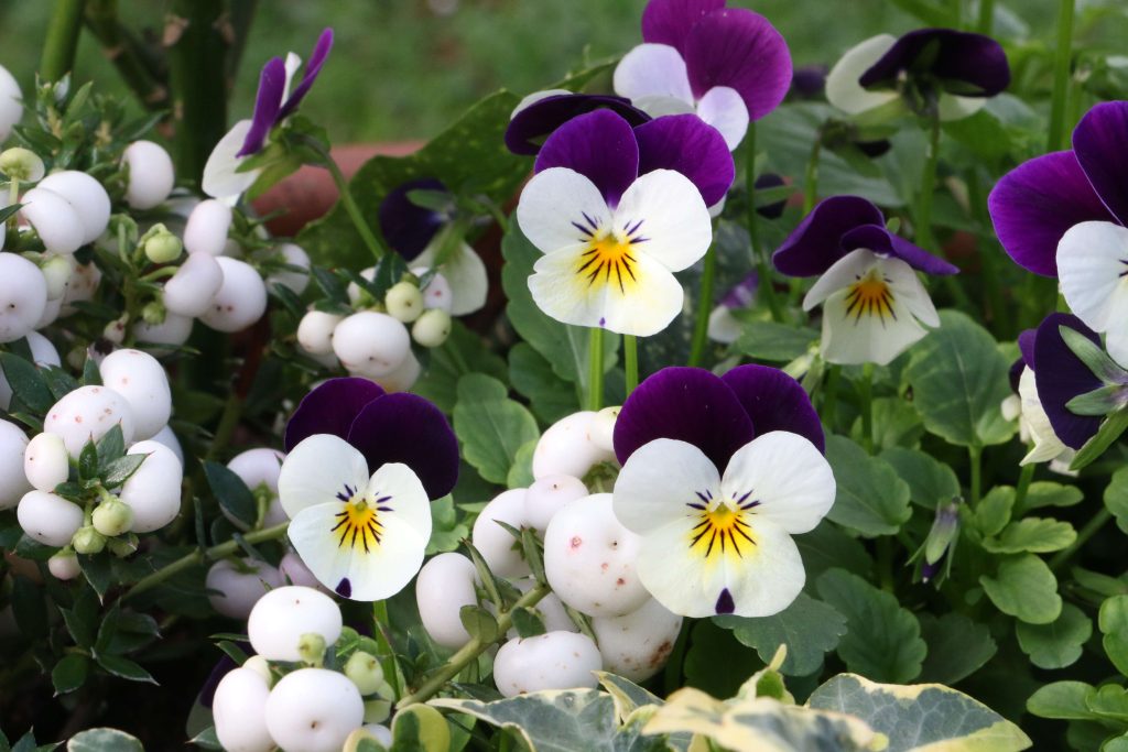 Gaultheria with ivy and viola 