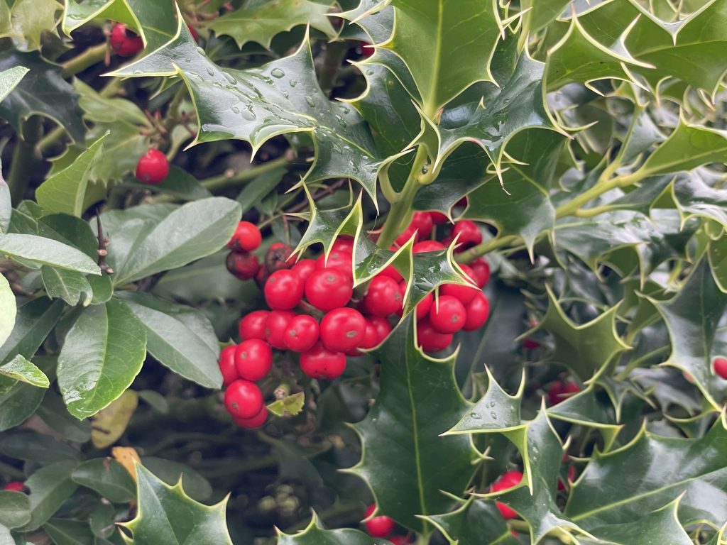 Ilex red berries 21st November