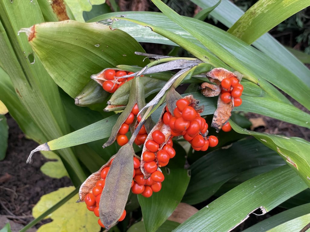 Iris foetidissima 21st November