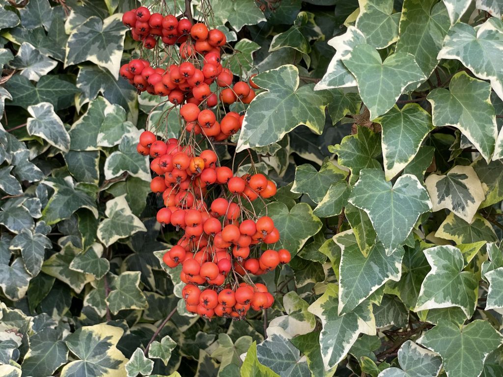 Pyracantha and hedera 24th October