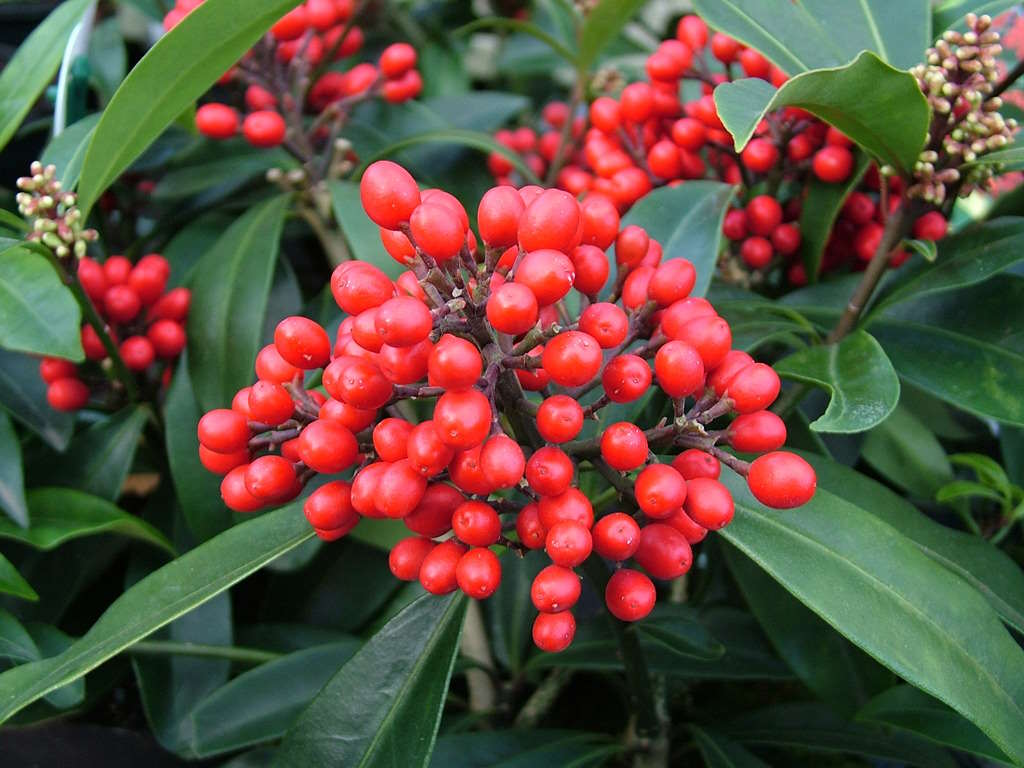 Skimmia reevesiana