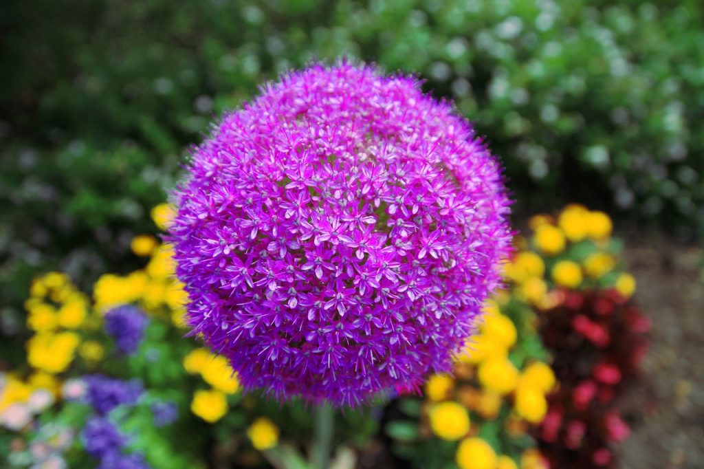 A single purple allium head in full bloom.