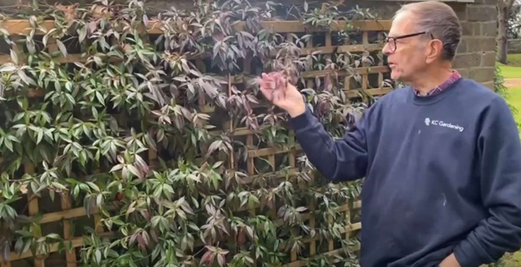 Ken with Trachelospermum and its red winter foliage.