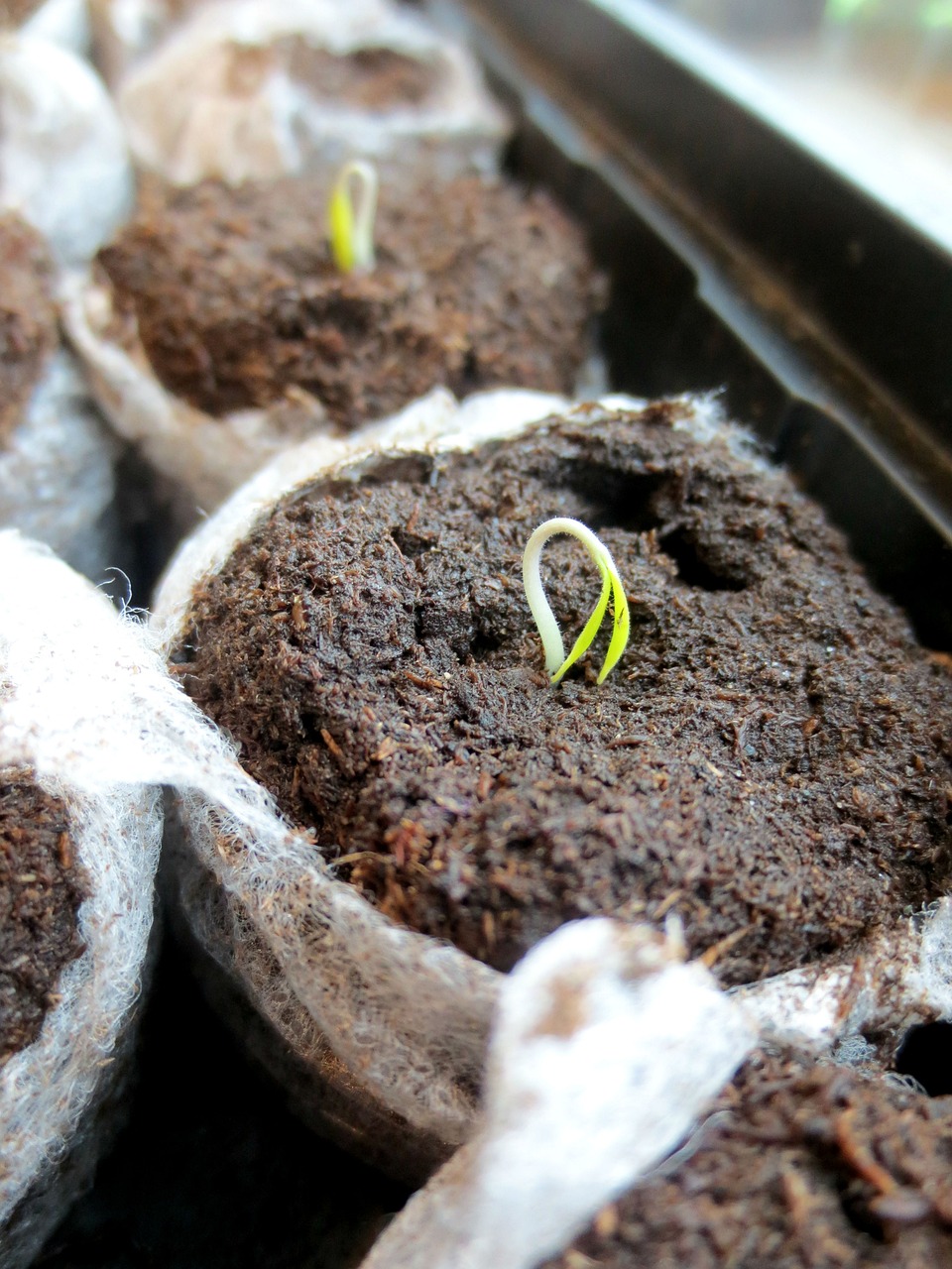 Seedlings growing in paper trays.