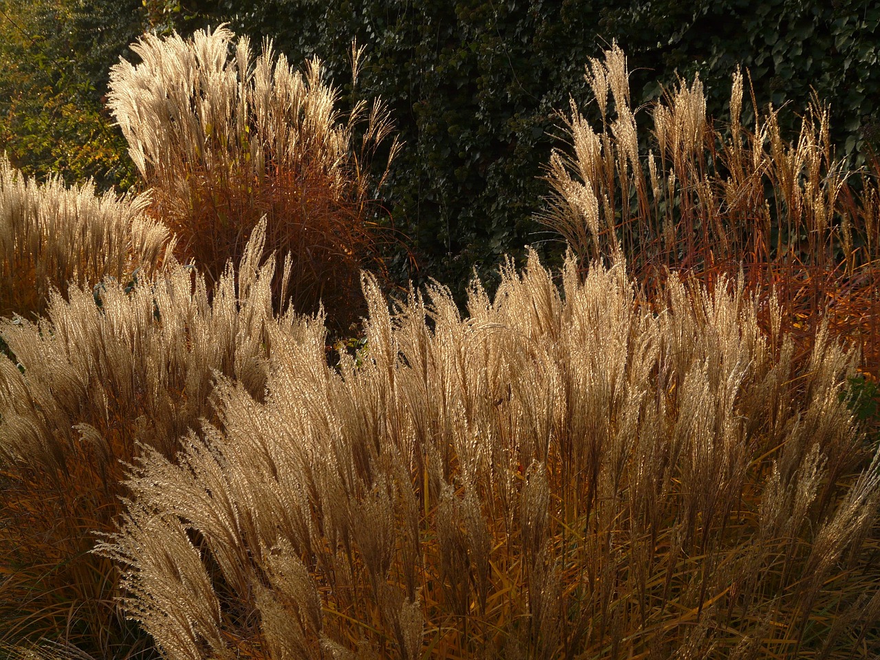 Planting ideas for winter colour – why not use ornamental grasses in beds?