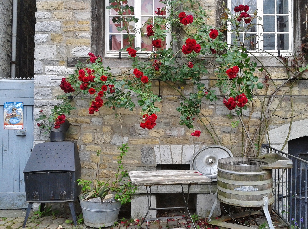 Pro gardening tips 7: How to prune and care for a rambling or climbing rose during winter