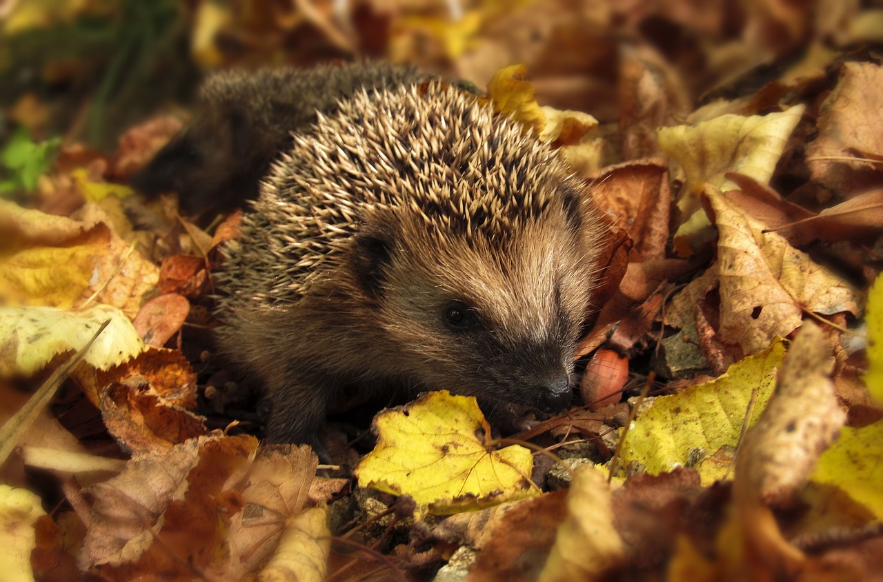 Hedgehog in leaves.