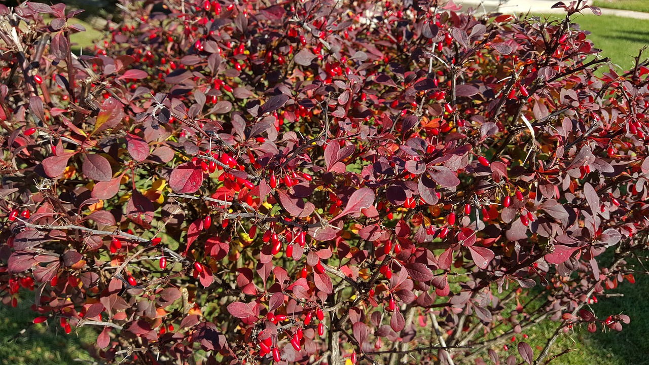 *Extreme pruning* – How to deal with an oversized berberis