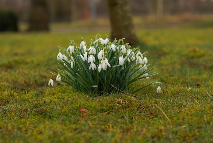 Snowdrops.