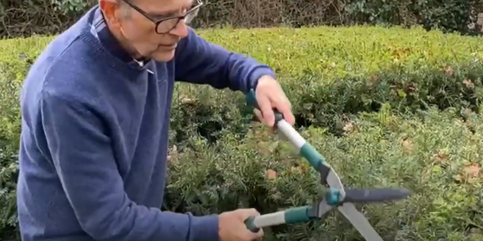 Pro gardening tips 10: Ken Crowther demonstrates hand cutting ivy and yew hedges