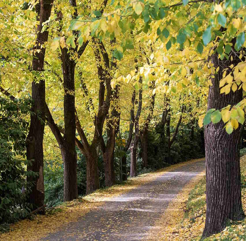 Avenue of elm trees.