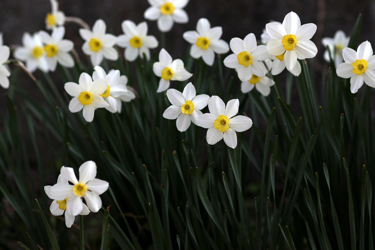 Ken’s bulb planting results