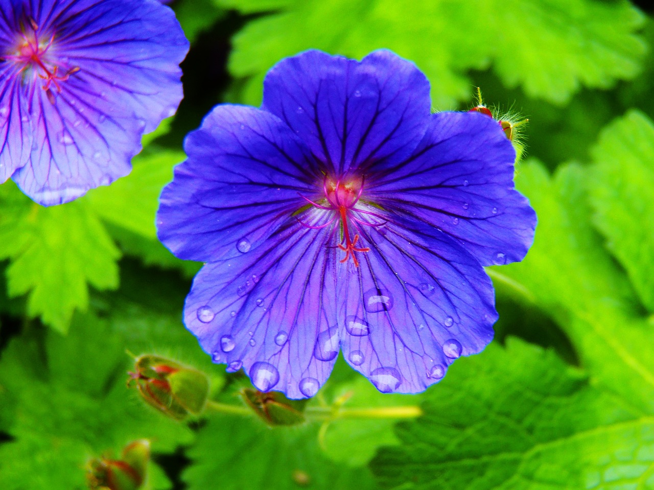 A blue hardy variety of geranium.