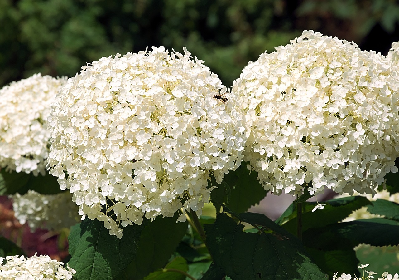 Pro gardening tips 8: How to prune and care for a hydrangea